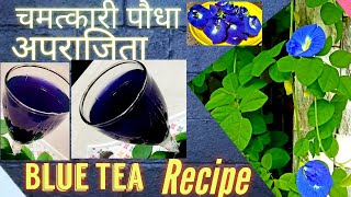 अपराजिता फूल से बनाएं ये चमत्कारी चायButterfly Peas Flower Tea Making RecipeBlue TeaChai Recipe [upl. by Enneillij]