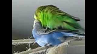 Familienplanung  Budgies Mating [upl. by Travax]