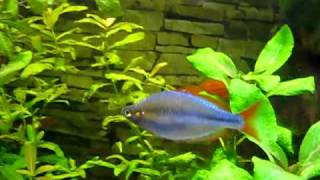 Diamant Regenbogenfisch  Rainbowfish [upl. by Lorine]