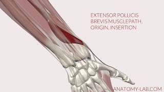 Extensor Pollicis Brevis Musclepath Origin Insertion 3D Animation [upl. by Kassab]