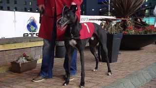 Enterprise Targeted Solutions Irish Greyhound Derby Round 01 Heats 110 [upl. by Analaj831]