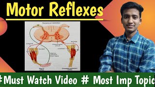 Motor reflexes  Flexor reflex  Withdrawal reflex  cross extensor reflexPhysiology  Ashish [upl. by Anyahs743]