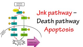 Jnk Pathway [upl. by Alya]