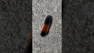 Fat Woolly Bear Caterpillar mothcaterpillar nature outdoors [upl. by Marceau]