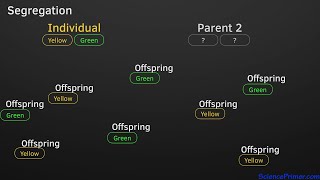 Segregation independent assortment and dominance in Mendelian inheritance [upl. by Meingoldas]