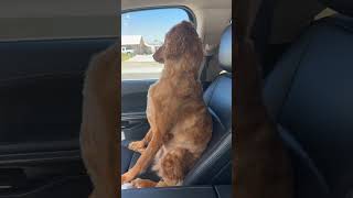 Dogs silent treatment after groomer visit [upl. by Kenon952]