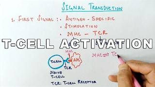 Mechanism of TCELL ACTIVATION [upl. by Nalat]