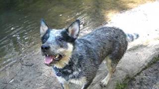 Diesel the blue heeler living the wet life [upl. by Blus460]