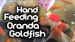 Hand Feeding my Oranda Goldfish [upl. by Margalo]