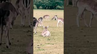 Beautiful Fallow deers relaxing fallowdeer wildlife animals [upl. by Resay]