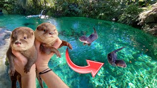 BABY OTTERS GO SWIMMING IN GIANT FRESHWATER LAGOON  WHAT HAPPENS [upl. by Arval]