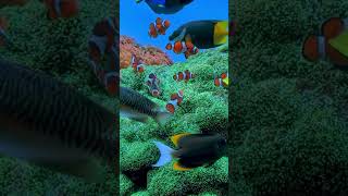 Clownfish in the aquarium [upl. by Bronder4]