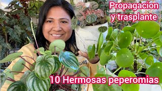 10 Hermosas Peperomias Cuidados trasplante y propagación [upl. by Suicul]