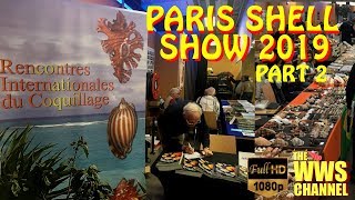 Thousands of seashells  Paris Shell Show 2019 France Sea shell Collection Part 2 [upl. by Eisseb453]