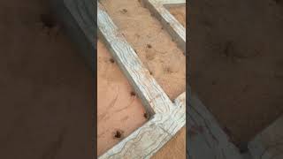 New Construction Termite Treatment Call 8939900029 [upl. by Arualana561]