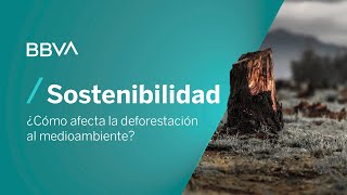 ¿Cómo afecta la deforestación al medioambiente  Píldoras de sostenibilidad [upl. by Egidius]