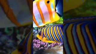 Fish  colorful fishes  marine life  aquarium  fresh water fish  shorts [upl. by Sharia]