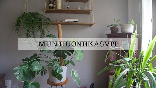 🌿Huonekasvikokoelma🌿 mun hoitovinkit [upl. by Dole352]