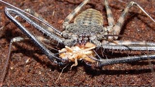 Damon Diadema Tailless Whip Scorpion Care Video [upl. by Staten65]