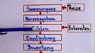 Psychologie lernen  Wahrnehmung [upl. by Olnee]