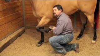 Proper Equine Chiropractic Explained By Mark DePaolo DVM [upl. by Berkin]