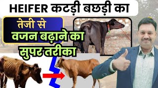 Heifer कटड़ी बछड़ी का तेजी से वजन बढ़ाने का 👌🏽सुपर तरीका heifer ka weight kaise badhaye [upl. by Giefer]