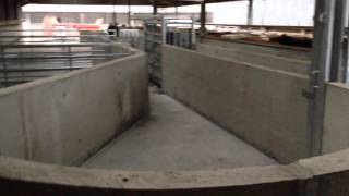 Livestock Handling System [upl. by Kimura]