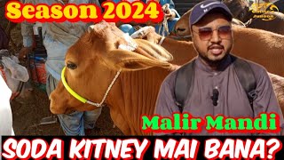 Malir mandi 07052024  Kitney sodey hue cattlesjunoon livestock malircattlemandi cow animals [upl. by Ennayoj]