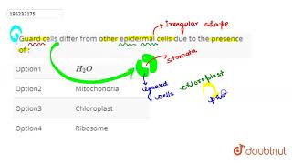 Guard cells differ from other epidermal cells due to the presence of   CLASS 12  NEETUG DRIL [upl. by Feodora791]