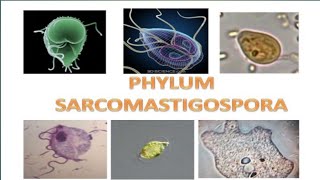 Subphylum MastigophoraPhylum Sarcomastigophora protozoa zoologistbiologywildzoologistprotista [upl. by Specht611]