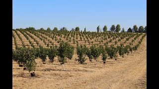 How to Plant a Hazelnut Orchard [upl. by Efioa499]