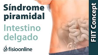 Plantas medicinales y remedios naturales para el síndrome piramidal derecho por intestino [upl. by Yim596]