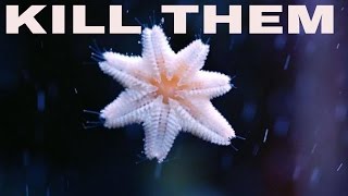 little white starfish on glass and how to kill them  asterina starfish [upl. by Moth]