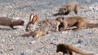 Mongooses Tear Baby Hare Apart [upl. by Lebam612]