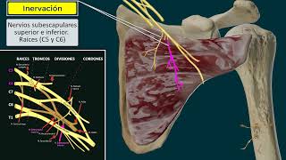 Músculo Subescapular Manguito Rotador [upl. by Uticas]