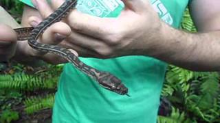 Handling a wild young Carpet Python [upl. by Allsopp104]