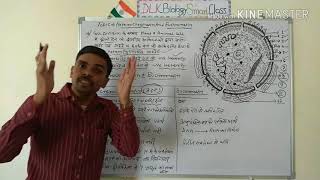 Heterochromatin And Euchromatin In Hindi [upl. by Tertius209]