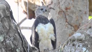 Harpy Eagle [upl. by Ahtnamas]