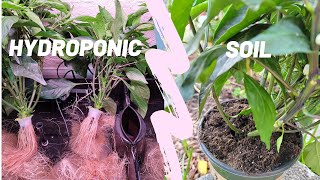 How to Transplant from Hydroponic to Soil Garden [upl. by Justinian]