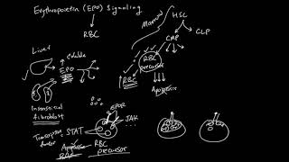 Erythropoietin EPO Signaling [upl. by Radley]