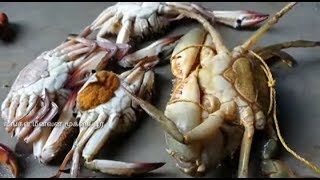 சம்பா நண்டு குழம்பு சாப்பாடு ரெடி  Crab curry recipe seafood [upl. by Eneres]