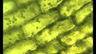 Chloroplasts moving by cytoplasmic streaming in the cells of the aquatic plant Elodea [upl. by Fleece]