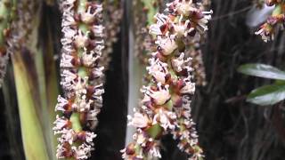 Dypsis baronii in flower in New Zealand [upl. by Phenice]