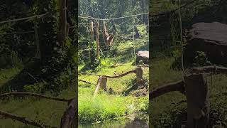 WhiteHanded Gibbon Hanging and Eating at Kolmarden Zoo Sweden  SashelAdventures [upl. by Ttenaj]