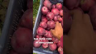 Very sweet apple today harvesting  scarlet evasni ss3 z1apple variety🍎🍎🍎kashmiriappleviralvideo [upl. by Lednic716]