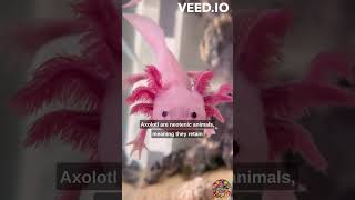 Axolotl Facts Things You Didnt Know About These Fascinating Creatures [upl. by Elpmid295]