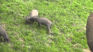 Babirusa piglets at Saint Louis Zoo [upl. by Nyletak]