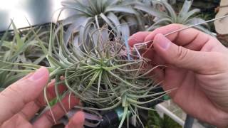 Tillandsia bergeri 틸란시아 버게리 [upl. by Yraeht]