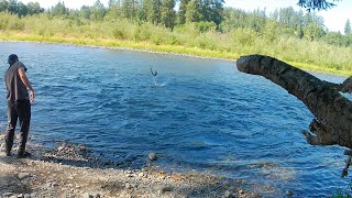 Cowlitz river summer Steelhead  Barrier dam hatchery 2023 [upl. by Millan]