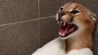 Roo the Caracal gets a bath  extended version [upl. by Kraft]